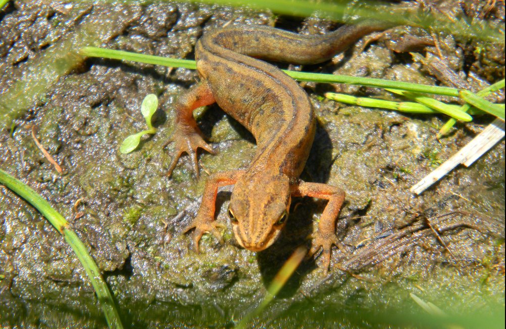 Giovane Salamandra...quale? Lissotriton vulgaris vulgaris